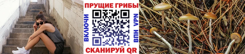 Псилоцибиновые грибы Psilocybine cubensis  Сосновка 